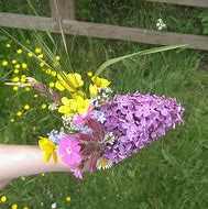 Image result for Wildflower Posy Case