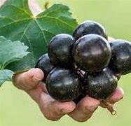 Image result for World's Biggest Grape