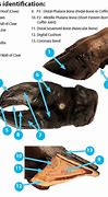 Image result for Dairy Cow Hoof