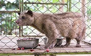 Image result for Kopi Luwak Civet