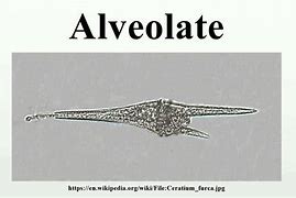 Image result for alveolat