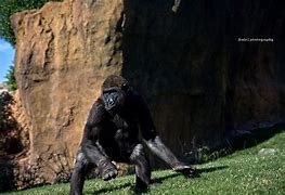 Image result for Ancient Gorilla