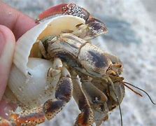 Image result for Young Hermit Crab