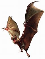 Image result for Giant Dire Bat