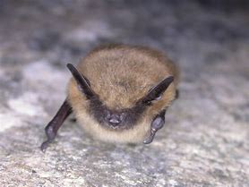Image result for Eastern Small-Footed Bat