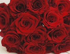 Image result for Red Rose Texture