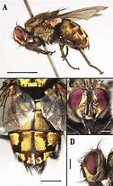 Image result for Sarcoramphus Cathartidae