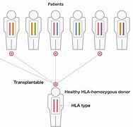 Image result for Homozygous Drawing