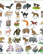 Image result for Different Kinds of Animals