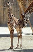 Image result for Giraffe Chad Ace