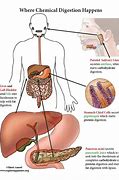 Image result for Physical and Chemical Digestion