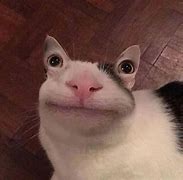 Image result for Cute Cat Meme Template