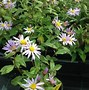 Image result for Aster JS® Eleven Purple