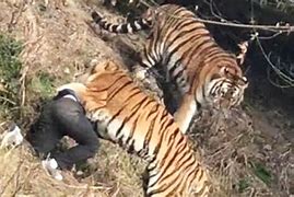 Image result for Male Tiger Kills Man