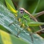 Image result for Cartoon Crickets Silence