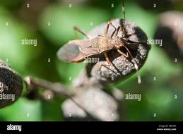 Image result for Best Camera Lens of Insect Mouthparts