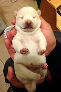 Image result for White Shiba Inu Dog