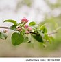 Image result for Flowers of a Gala Apple Tree