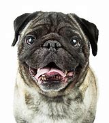 Image result for Purebred Pug