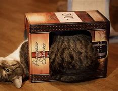 Image result for Funny Cat Box