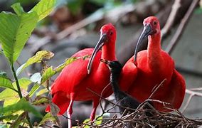 Image result for babies scarlet ibis information