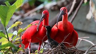 Image result for Baby Scarlet Ibis