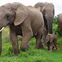 Image result for South Africa Nature