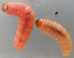 Image result for Bed Bug Larvae