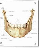 Image result for Mandible Front