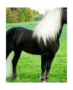 Image result for Beautiful Black Horse Breeds