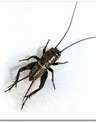 Image result for Cricket Wings Chirp