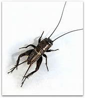 Image result for Black Cricket with Wings