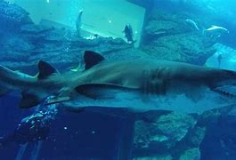 Image result for Sharks in Mall