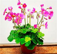 Image result for Oxalis bowiei