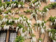 Image result for Perennial Climbing Flowering Vines