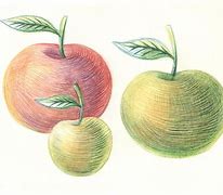 Image result for 3 Apples Drawing
