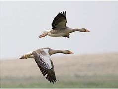 wild geese 的图像结果