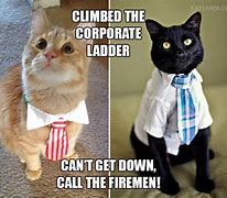Image result for Funny Cat Boss Memes