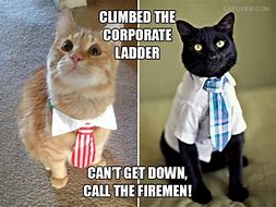 Image result for Funny Cat Boss Memes