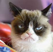 Image result for Hilarious Grumpy Cat