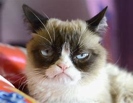 Image result for Not Amused Grumpy Cat