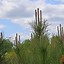 Pinus nigra nigra ಗಾಗಿ ಇಮೇಜ್ ಫಲಿತಾಂಶ