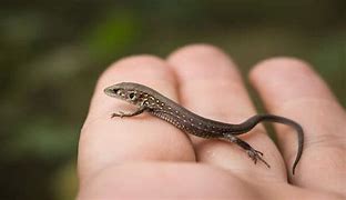 Image result for Smallest Lizard Pet