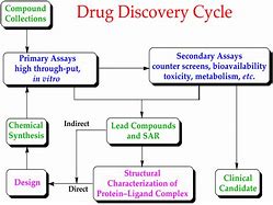 Image result for Stages of Drug Discovery Process