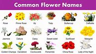 Image result for Common Flower Names