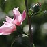 Image result for Hibiscus syr. Lady Stanley