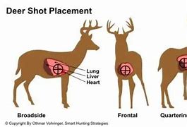 Image result for Deer Kill Spot