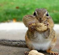 Image result for Funny Squirrel Backgrounds