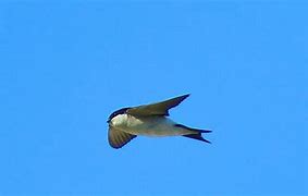 Image result for Birds of Kos Greece