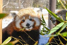 Image result for Red Panda in Zoo